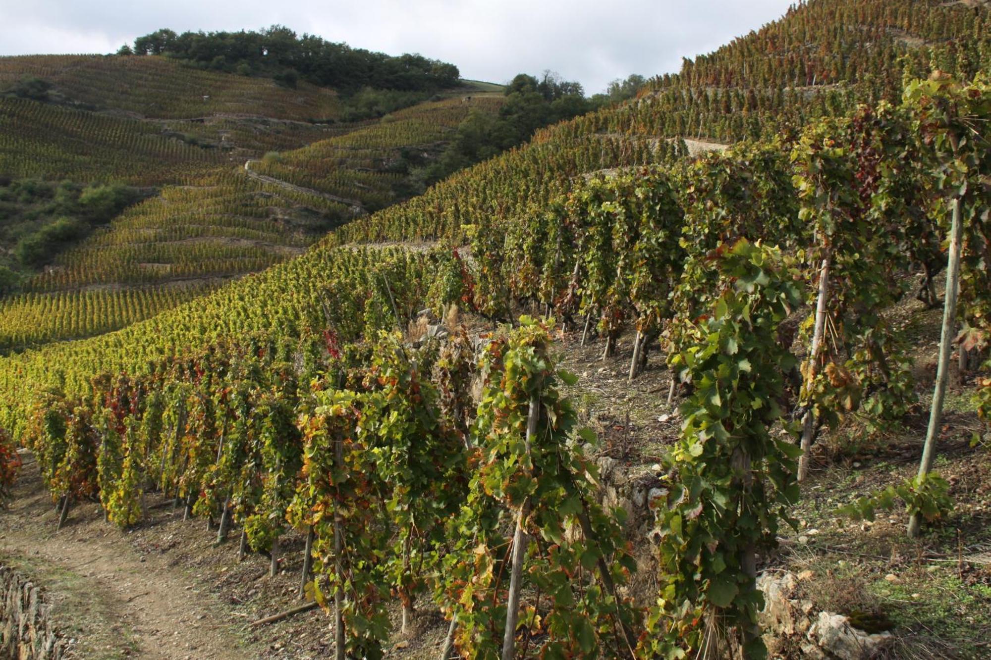 Hotel Le Domaine Des Vignes Ampuis Lyon Sud Vienne Ngoại thất bức ảnh
