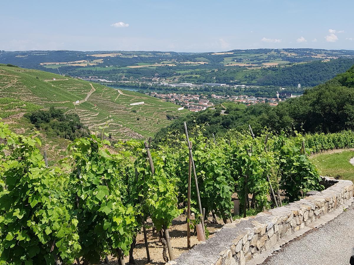 Hotel Le Domaine Des Vignes Ampuis Lyon Sud Vienne Ngoại thất bức ảnh